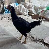 تعداد 10 عدد مرغ لاری و لاری رسمی بصورت تک و یکجا