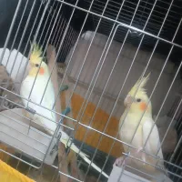 عروس هلندی