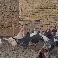 بوقلمون محلی|حیوانات مزرعه|بیلوار, |دیوار