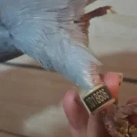 کبوتر هفت رنگ و پلاکی|پرنده|قزوین, |دیوار