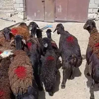 میش های قزل افشار