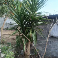 یوکا قد  دو نیم 15تا  20تا   کوچیک با هم 10ملیون