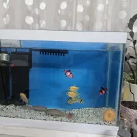 آکواریوم بالوازم