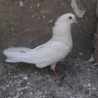 کبوتر تهرانی ساعت بالا