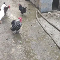 فروش خروس زینتی زیبا|حیوانات مزرعه|نوشهر, |دیوار