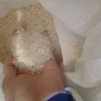 برنج دشت مغان هاشمی