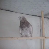 کفتر سرور نر کاکلی پاپر مست آماده جوجه کشی