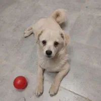 واگذاری سگ اشپیتز خالص ۴ماه،شناسنامه دار