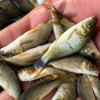 پرورش ماهی کپور آمور فیتوفاگ