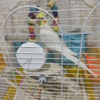 فروش عروس هلندی و مرغ عشق
