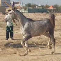 کشش اسب نریان عرب خالص|اسب و تجهیزات اسب‌سواری|خرامه, |دیوار