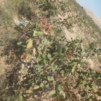 باغ پسته