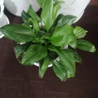 فروش گل خانگی در کانی دینار