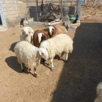بره نر فارسی|حیوانات مزرعه|شیراز, ارم|دیوار