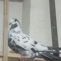 کفتر|پرنده|کاشان, فاز ۲ ناجی آباد|دیوار