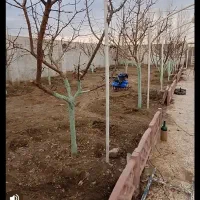 تیلر زنی و سمپاشی حرفه‌ای باغ با قیمت منصفانه|خدمات باغبانی و درختکاری|مشهد, رضاشهر|دیوار