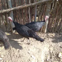 بوقلمون ماده|حیوانات مزرعه|بکتاش, |دیوار