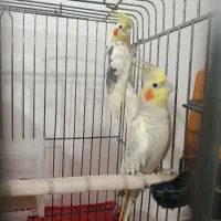 عروس هلندی|پرنده|شبستر, |دیوار