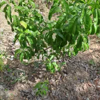 باغ دور دیوار۱۱۳۵|فروش دفتر صنعتی، کشاورزی، تجاری|دماوند, دماوند|دیوار