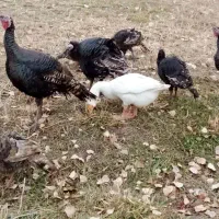 برای‌چله.بوگلمو|حیوانات مزرعه|ماکو, |دیوار