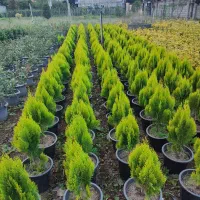 یاس شمشاد وصال ریشه پرس