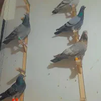 کفتر بوم پرشی