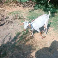 فروش بز|حیوانات مزرعه|رودان, |دیوار