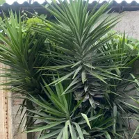 یوکا ۶ساله سالم