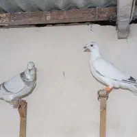 کبوتر سار و ساراوغون.|پرنده|مشهد, ابوذر|دیوار