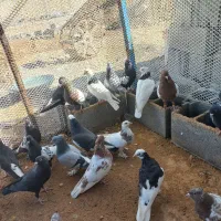 پرنده. کبوتر