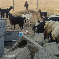 فروش فوری بز کوهی|حیوانات مزرعه|چابهار, |دیوار