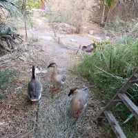 فروش ۳عددقوغاز اکراینی