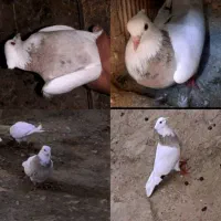 کبوتر طوقی|پرنده|سرپل ذهاب, |دیوار