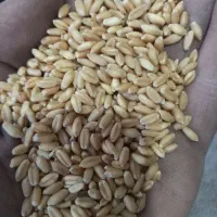 گندم تحویل  با نیسان