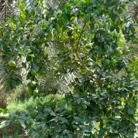 نهال پرتقال|گل و گیاه طبیعی|بم, |دیوار