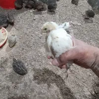 بلدرچین بالغ و جوجه بلدرچین|حیوانات مزرعه|مشهد, کلاکوب|دیوار