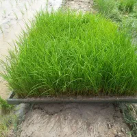 توم باکسی هاشمی آماده نشا