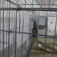 پرنده زینتی|پرنده|عجب شیر, |دیوار