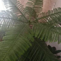 کاج مطبق|گل و گیاه طبیعی|اصفهان, ارزنان|دیوار