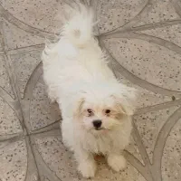 سگ اشپیتز|سگ|ابهر, |دیوار