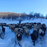 ۲۰ راس گوسفند دورگ چینی