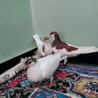 شهری|پرنده|جاسک, |دیوار