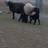 میش های دوقلوزا