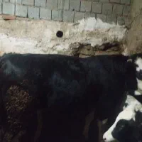 فروش گاو نر|حیوانات مزرعه|سارال, |دیوار