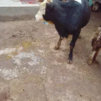 دو عدد گاو نز سیمینتال|حیوانات مزرعه|مهربان, |دیوار