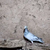 هفترنگ|حیوانات|قزوین, |دیوار