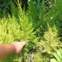 نشای لاوسون