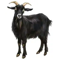 یک عددبزماده جوان ۲بارزاییده نژادخوب