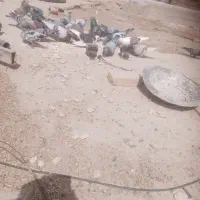 کبوتر نر ماده