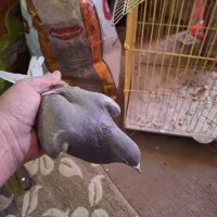 کبوتر|پرنده|خرمشهر, |دیوار